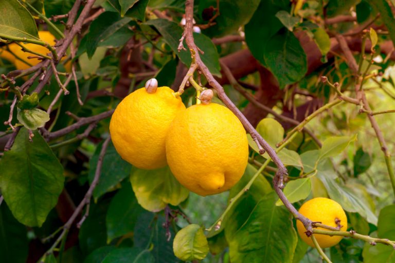 Feuilles de citronnier jaunes pourquoi ? Comment les traiter ? Journées des Plantes Crecry