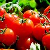 Comment protéger les tomates de son potager des maladies ?