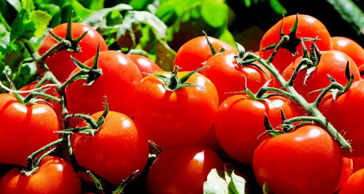 Comment protéger les tomates de son potager des maladies ?