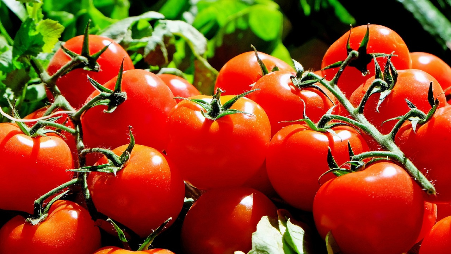 Comment protéger les tomates de son potager des maladies ?