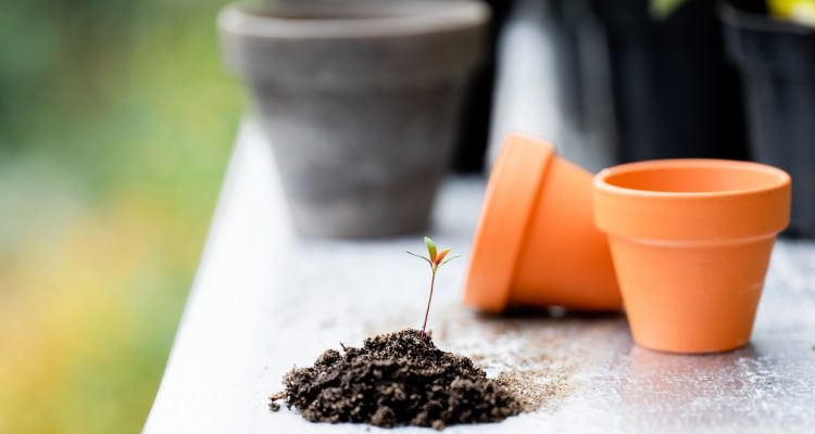 Quelques conseils de jardinage