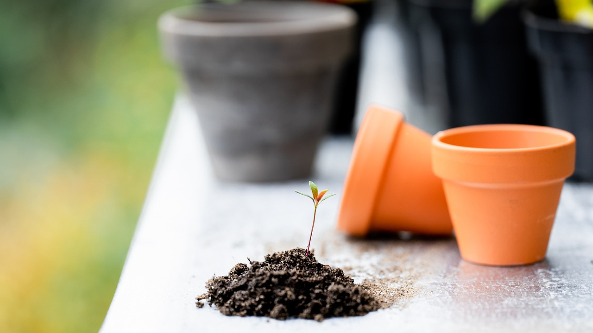 Quelques conseils de jardinage